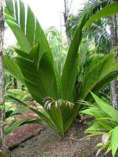 Madagascan Big Leaf Palm Ultra RARE Live Indoor Outdoor Plant