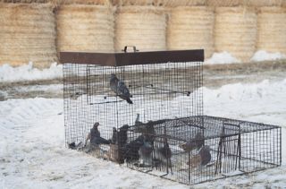 Pigeon Live Trap Bird Control Management