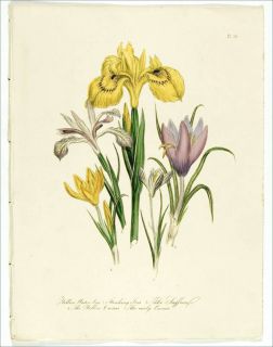 1849 Antique HC Loudon Print 54 Iris Crocus