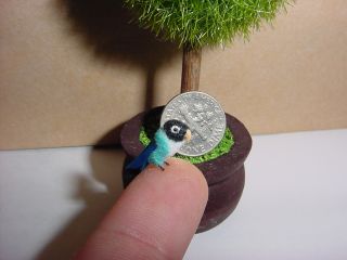 Miniature Pet Blue Masked Lovebird Bird Parrot OOAK Handmade