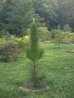 Longleaf Pine Tree Seeds The Most Majestic Pine Tree RARE Heirloom
