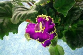 African Violet Plant Lucile Roske