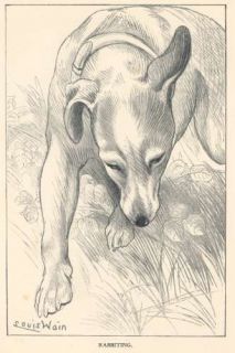 Louis Wain Greyhound Chasing Rabbits 1912