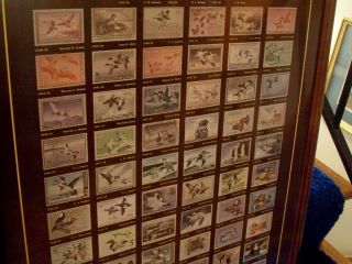 DUCK STAMPS ENTIRE COLLECTION FRAMED REPLICAS U.S .FEDERAL DUCK