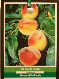 Rio Grande Peach Fruit Tree Plant Healthy Trees SHIP to All 50
