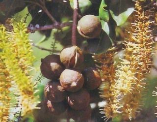 Hawaiian Macadamia Nut Tree Plant 2 Pot Grow Hawaii