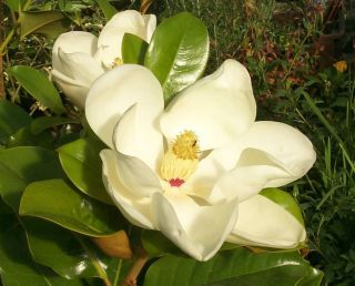 Magnolia Huge Fragrant Flower Evergreen Tree Plant Lovely Shade