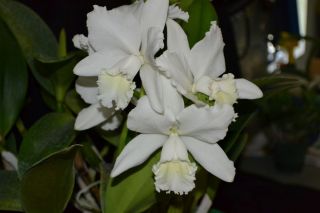 Cattleya Orchid C Hawaiian Wedding Song Virgin AM AOS Specimen 8 BUDS