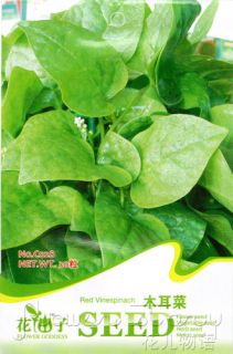 Malabar Spinach Seed ★ 40 Hot Green Vegetable Potted Delicious Food