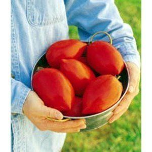 20 Amish Paste Big Mama Tomato Seed 