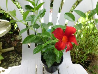 Red Flowers Dipledenia Mandevilla Vine Plant Houseplant Tropical