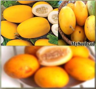 Heirloom Vine Peach Melons Seeds Tastes Like Mango