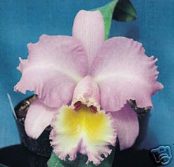 4441 Cattleya Orchid BLC Marcella Koss Pink Marvel Am AOS