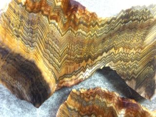 RARE Hells Canyon Herringbone Petrified Wood Slices
