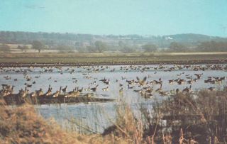 Canada Goose Migration Horicon Marsh near Brownsaville Wisconsin