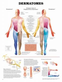 Dermatones Anatomical Chart Poster Massage Supplies