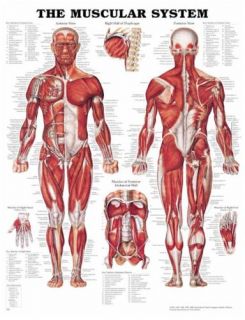 Anatomical Chart Poster Laminated Massage Therapy Supplies