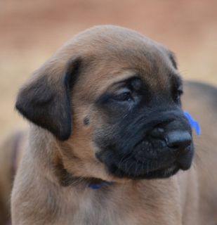 NAME THAT PUPPY, Dog, Mastiff, Rescue, FUNDRAISER, Blue collar Male 4