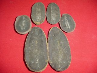 Mazon Creek Three Matched Fossil Pairs