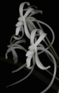 Japan Neofinetia Falcata Mendenhall x Self Species Orchid 2 Plants