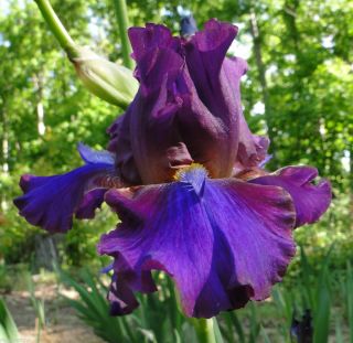 Tall Bearded Mescalero Chief Iris Electrifying 94 Perennial Plant
