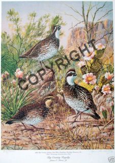 Quail Big Country Royalty s N Litho James Partee Jr
