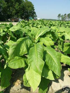 Virginia Tobacco 1,000 Organic Seeds Pase Seeds