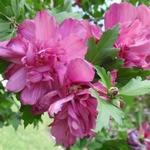 DOUBLE ROSE OF SHARON~`~Hibi scus Syriacus Pink~`~15  NEW 2012