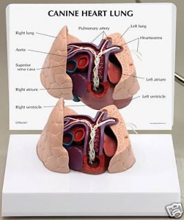 Canine Heart Lung with Heartworms Anatomical Model LFA #9151