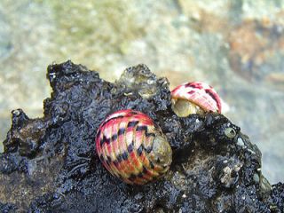 snails in Aquarium & Fish
