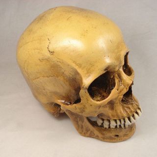 New COOL Yellow Resin Replica 11 Life Size Human Anatomy Skull
