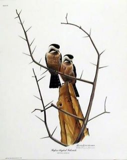 Rufous Thighed FALCONET, Richard Evans Younger, Limited Edition Print