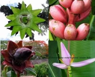 100 Mixed Banana flower seeds, Ensete, Musa, Not Plants