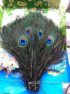 Real Natural Peacock Feathers about 10 12 Inches 200pcs 100pcs 50pcs