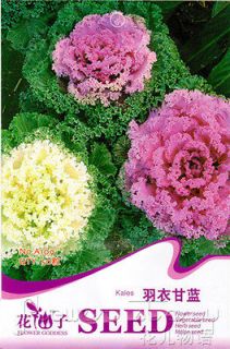  30 Cabbage Seed Happy Large Colorful Popular Ornamental