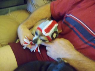 Ohio State Buckeye Small Teacup Dog Hat Crocheted Yorkie Chihuahua