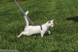 Come with Me Kitty Harness & Bungee Leashes cat kitten