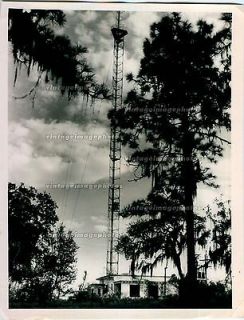 Circa 1960 Television Antenna Miami Dolphin Telecast Tower Tree WFLA