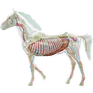 Lindberg Transparent Horse 14 anatomy model kit NIB