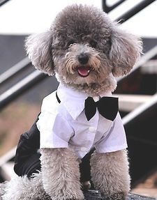 New Lovely Small Pet Dog Puppy Tuxedo shirt suit Party Wedding outfit