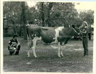 1981 Amy Cunningham Holstein Scott Walker Judging Cow Cattle Steer