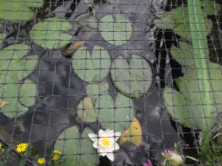 8m POND PLANT PROTECTION COVER NET IDEAL TO PROTECT YOUR KOI AND CROPS