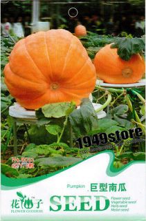 SEED Pumpkin seed DILLS ATLANTIC GIANT 1689 LB B032