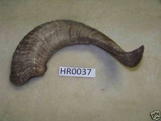 Ram Horn, Texas Hunts,Man Cave Decor Photography,HR 0037